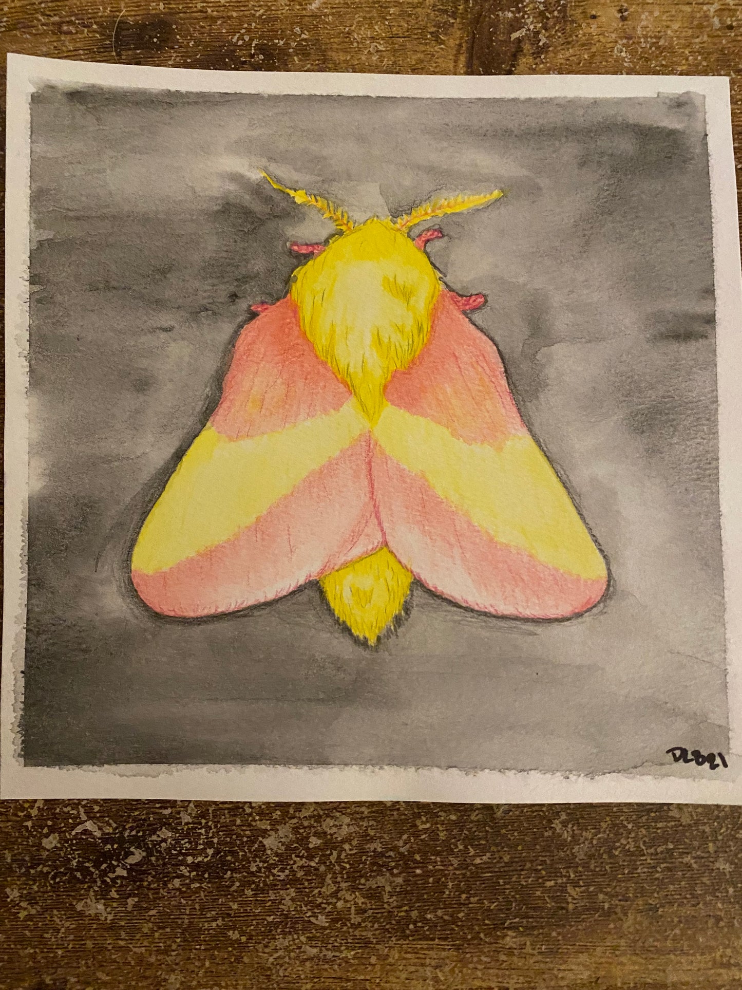 Rosy Moth